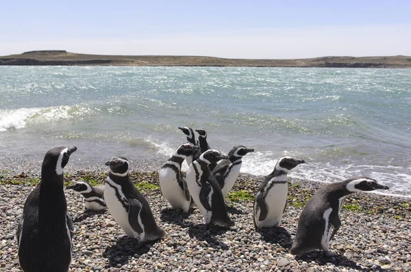 Pingüino Magallanes Habitando Las Costas Del Océano Atlántico Puerto Madryn — Foto de Stock