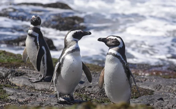 Pingüino Magallanes Habitando Las Costas Del Océano Atlántico Puerto Madryn — Foto de Stock