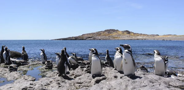 Pingüino Magallanes Habitando Las Costas Del Océano Atlántico Puerto Madryn —  Fotos de Stock