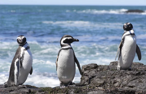 Pingüino Magallanes Habitando Las Costas Del Océano Atlántico Puerto Madryn — Foto de Stock