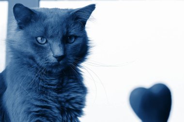 Gri tüylü Nebelung kedisi ve beyaz arka planda kırmızı bir kalp. Tone modası klasik mavi 2020. Uzayı kopyala - evcil hayvan ve tatil kavramı Sevgililer Günü.