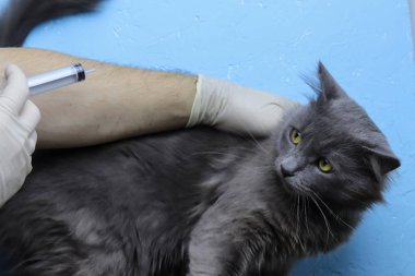 Beyaz eldivenli bir veteriner, veteriner kliniğinde gri tüylü hasta bir kediyi aşılıyor. Boşluğu kopyala - hayvan tedavi kavramı.