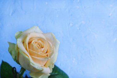 Klasik mavi arka planda sarı bir güle damlatıyor. Güzel kart. Romantik bir ortam. Kopya alanı - tatil konsepti, Sevgililer Günü ve 8 Mart.