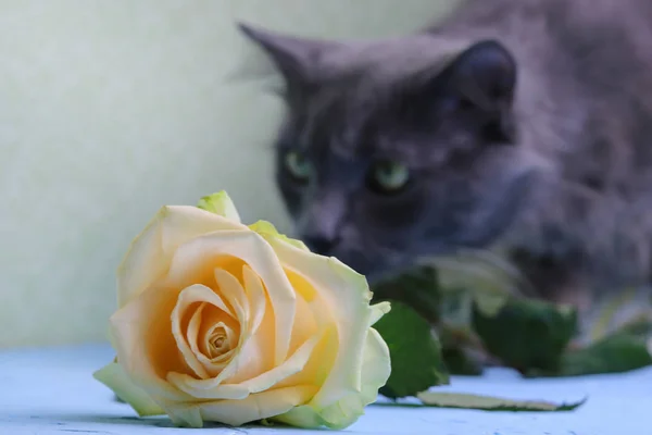 A yellow rose and her sniffing blurred gray fluffy Nebelung cat in the background. Beautiful card. Copy space - pet and Valentine\'s Day and March 8 holidays.