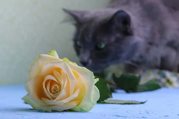 A yellow rose and her sniffing blurred gray fluffy Nebelung cat in the background. Beautiful card. Copy space - pet and Valentine\'s Day and March 8 holidays.