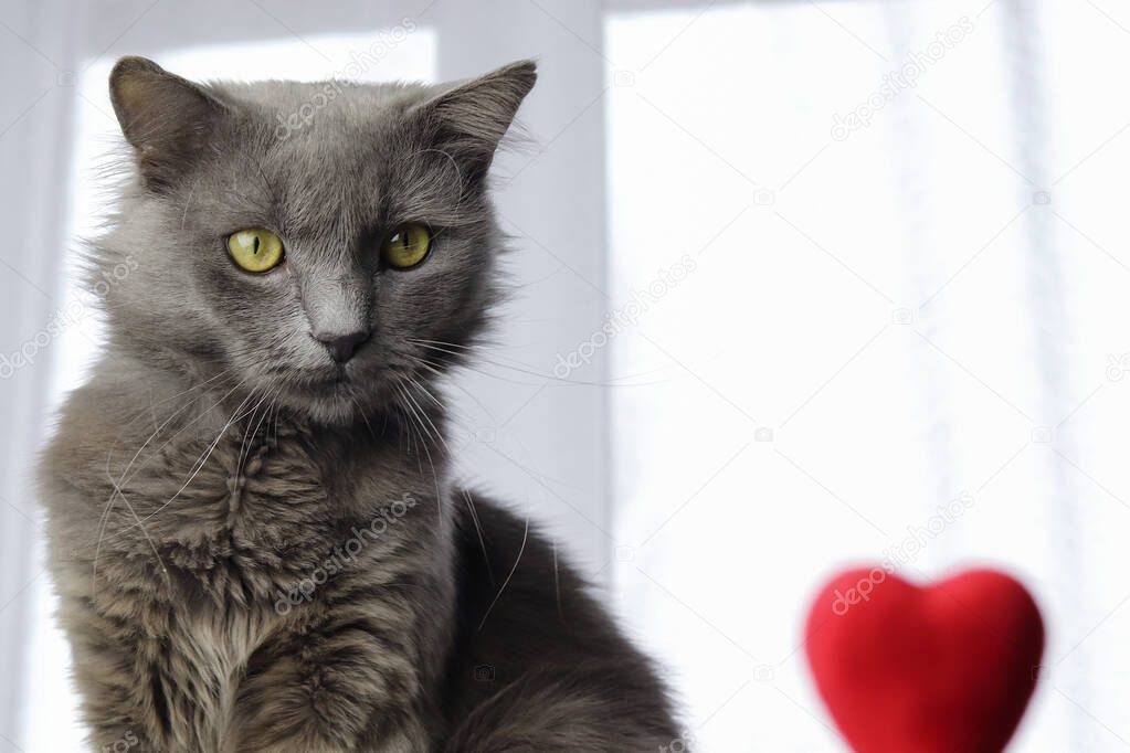 Gray fluffy Nebelung cat and a red heart on a white background. Romance card. Copy space - concept pet and holidays Valentine's Day and March 8th