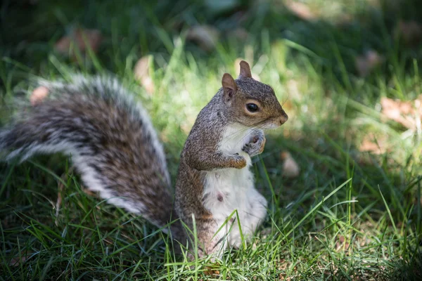Słodka mała wiewiórka — Zdjęcie stockowe