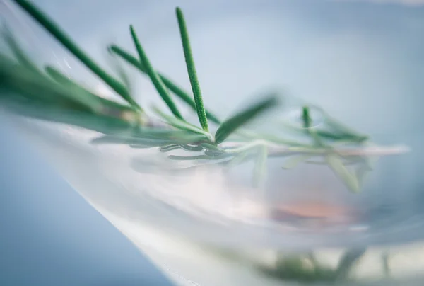 Martini cocktail with rosemary — Stock Photo, Image