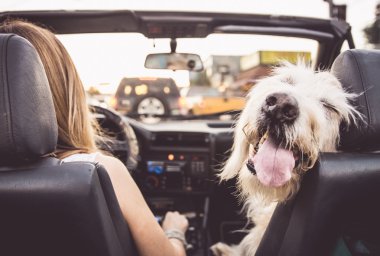 Funny dog with owner in car clipart