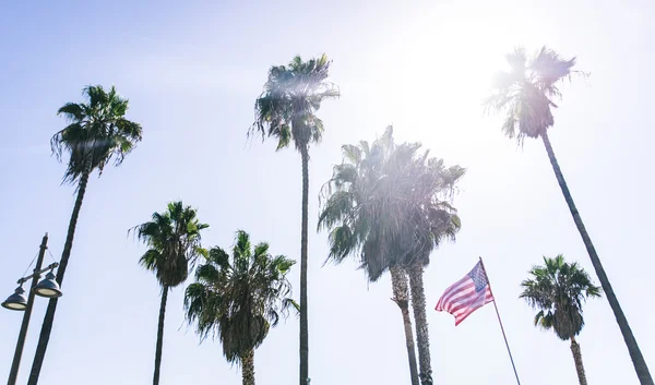 Palm trees in Los angeles — Stock Photo, Image