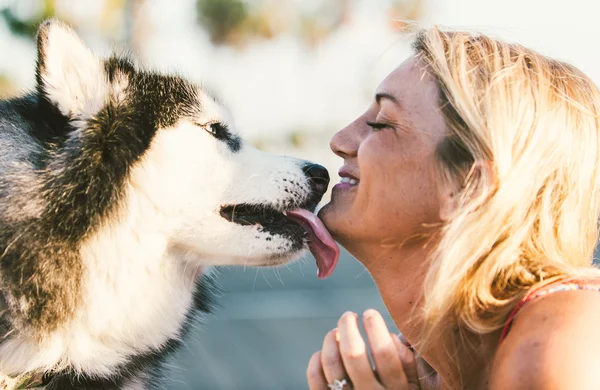 Husky beijando proprietário — Fotografia de Stock