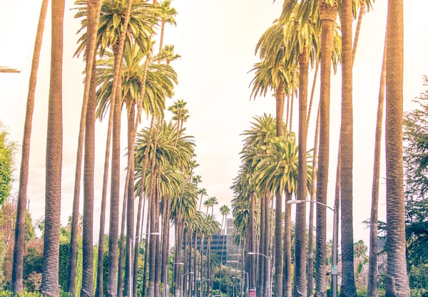 Los Angeles'ta palmiye ağaçları — Stok fotoğraf