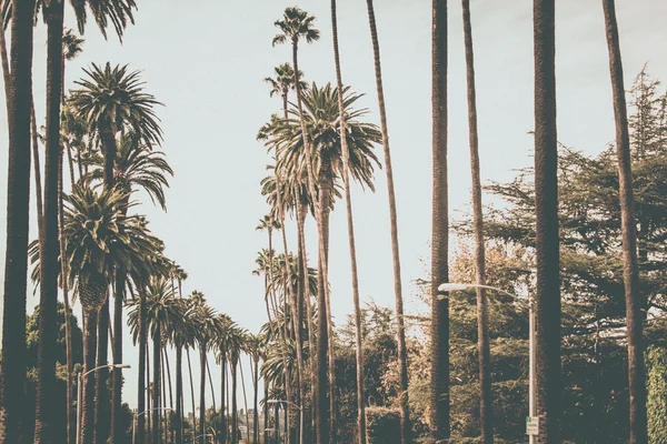 Palm trees in Los angeles — Stock Photo, Image