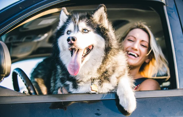 Husky cão e mulher sorridente Fotos De Bancos De Imagens Sem Royalties