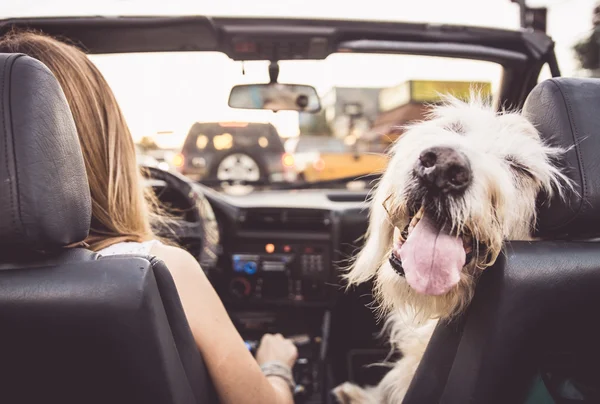 Funny dog with owner in car Stock Photo