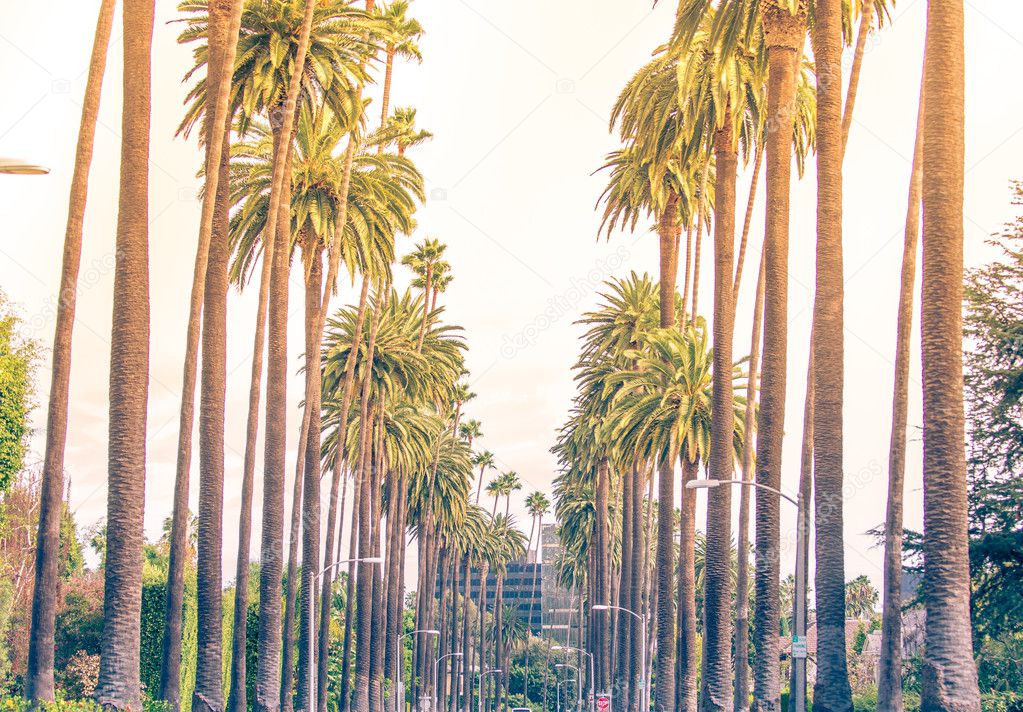 Palm Trees In Los Angeles Stock Photo Oneinchpunch 128063820 history-los-angeles-county-palm-trees-in-los-angeles