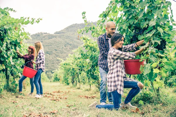 Gente cosechando en viñedo —  Fotos de Stock