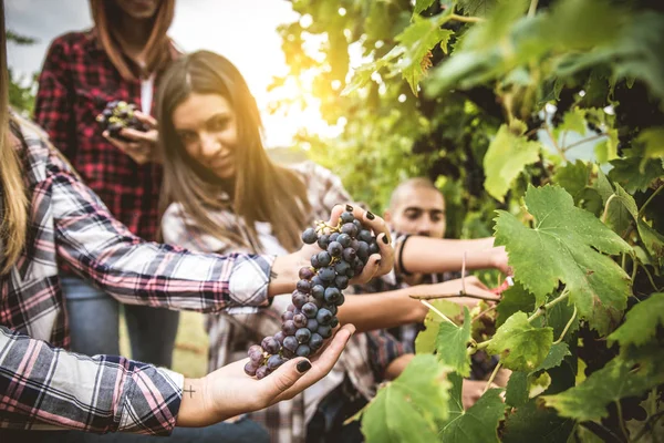Люди збирають в виноградник — стокове фото