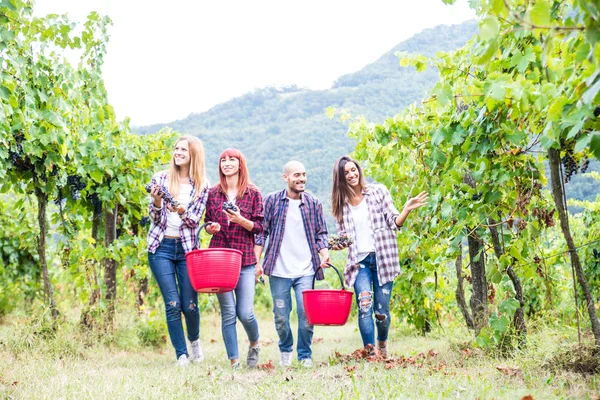 People harvesting in vineyard — Stock Photo, Image