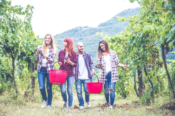 People harvesting in vineyard — Stock Photo, Image