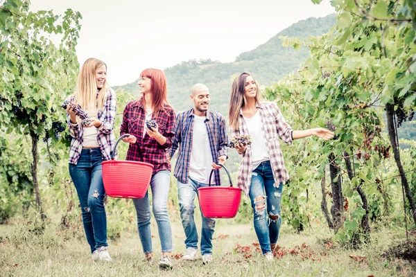Menschen bei der Weinlese im Weinberg — Stockfoto