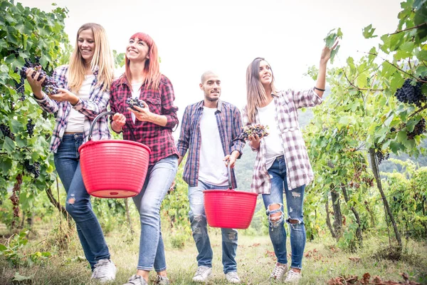 People harvesting in vineyard — Stock Photo, Image
