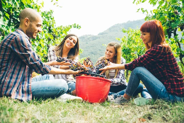 Menschen bei der Weinlese im Weinberg — Stockfoto
