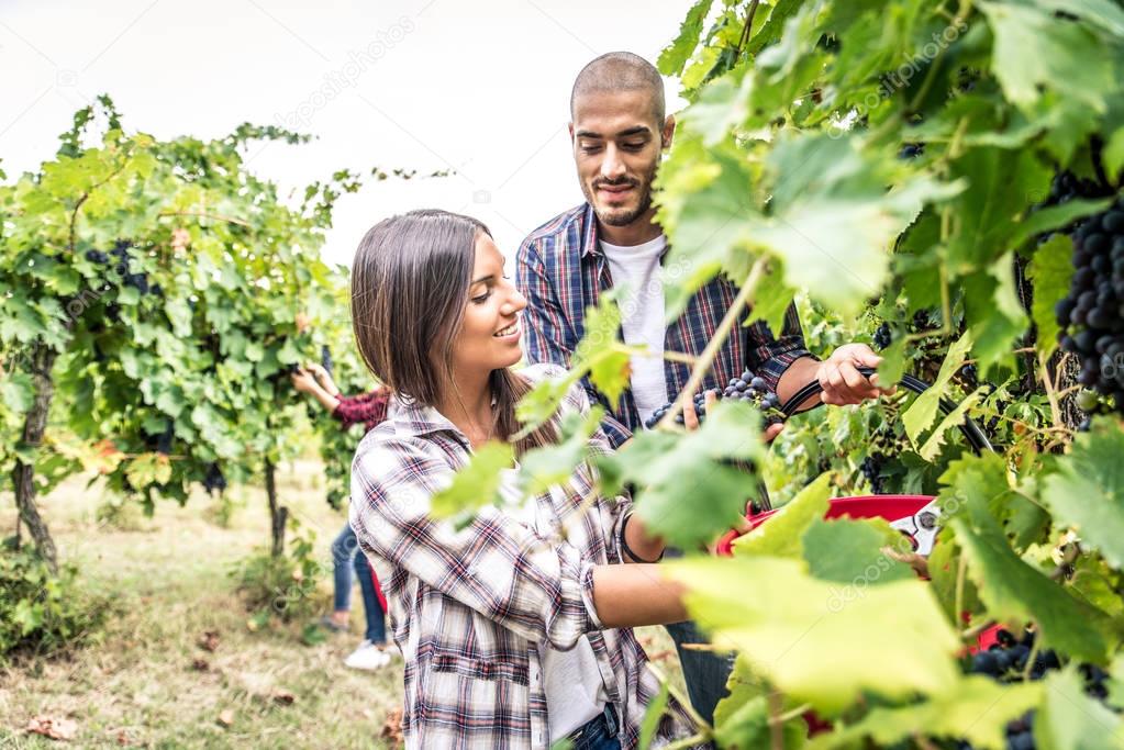 People harvesting in vineyard