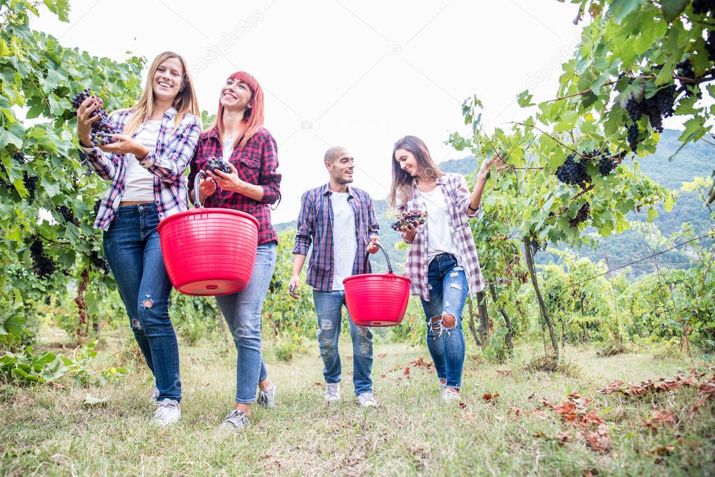 People harvesting in vineyard