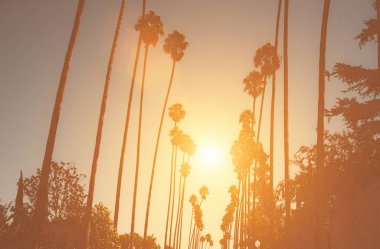 Palmiye ağaçları Beverly Hills
