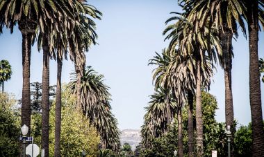 Palm trees in Beverly hills