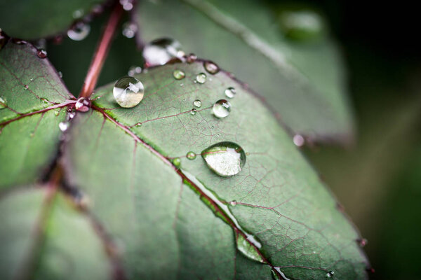 Macro water drops on a leaf during rainy day