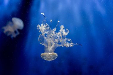 Bir akvaryum içinde yüzme denizanası