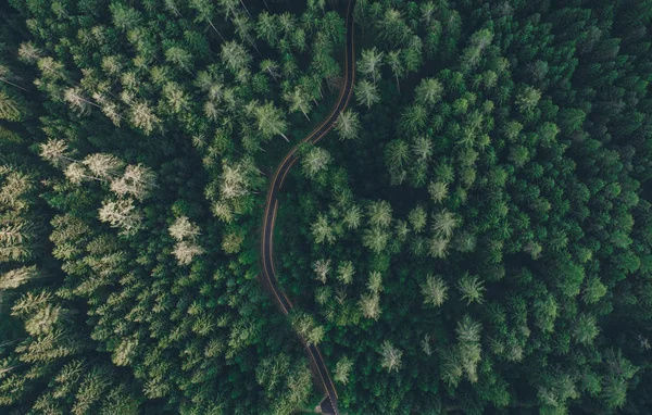 Vista aérea de uma estrada no meio da floresta — Fotografia de Stock