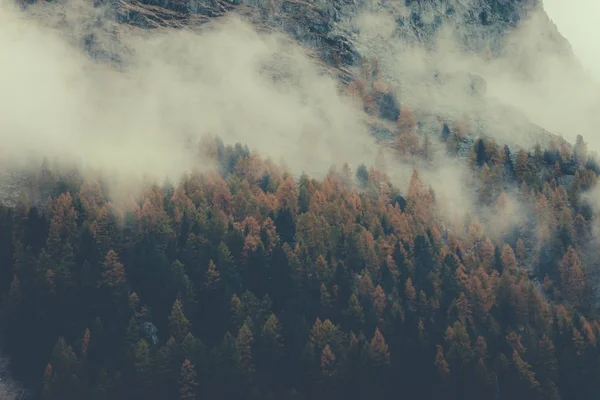 Moody captura de bosque de montaña con niebla de la mañana — Foto de Stock