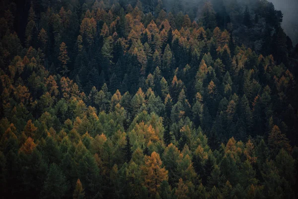 Moody elfog a hegyvidéki erdők a reggeli köd — Stock Fotó