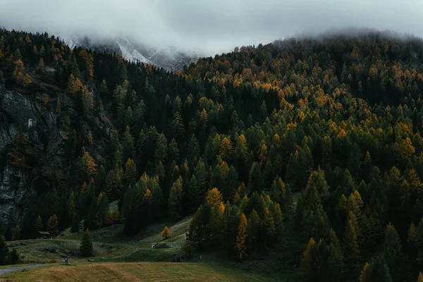 Moody elfog a hegyvidéki erdők a reggeli köd — Stock Fotó