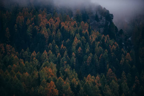 Moody capture of mountain forest with morning mist — Stock Photo, Image