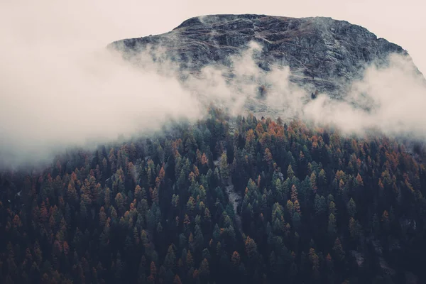 Moody captura de bosque de montaña con niebla de la mañana — Foto de Stock