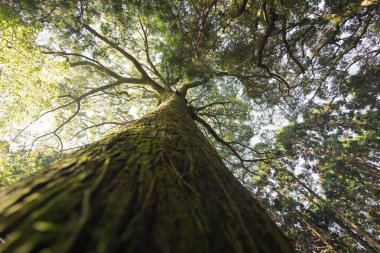 Ormandaki ağaçlar. kökleri görüntülemek