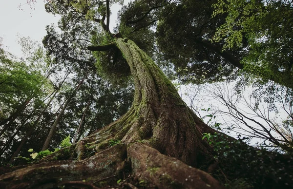 Árvores na floresta. vista das raízes — Fotografia de Stock
