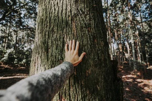 Homem abraçando casca de árvore — Fotografia de Stock