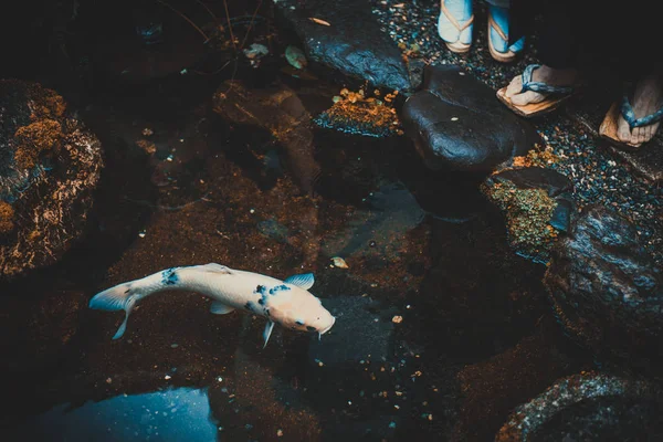 Großer Koi-Fisch in einem japanischen Garten — Stockfoto