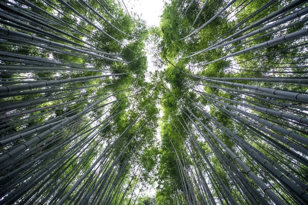 Arashiyama, Kyoto bambu ormanında — Stok fotoğraf