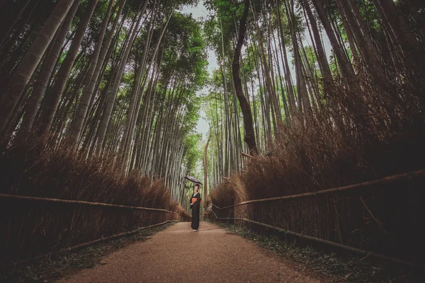 Bela japonesa sênior mulher andando na floresta de bambu — Fotografia de Stock