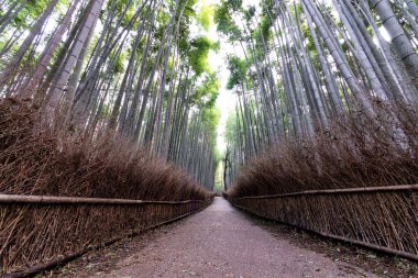 Arashiyama bambu ormanda Kyoto, Japonya