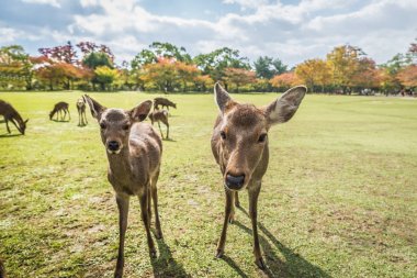 Kutsal Sika geyikler Nara Park orman, Japonya