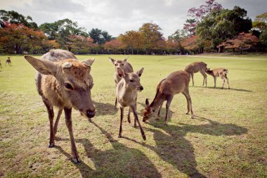 Kutsal Sika geyikler Nara Park orman, Japonya