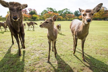 Kutsal Sika geyikler Nara Park orman, Japonya