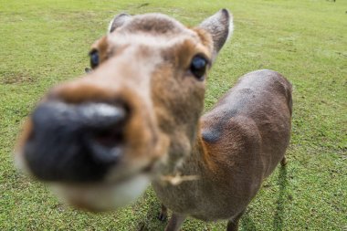 Kutsal Sika geyikler Nara Park orman, Japonya